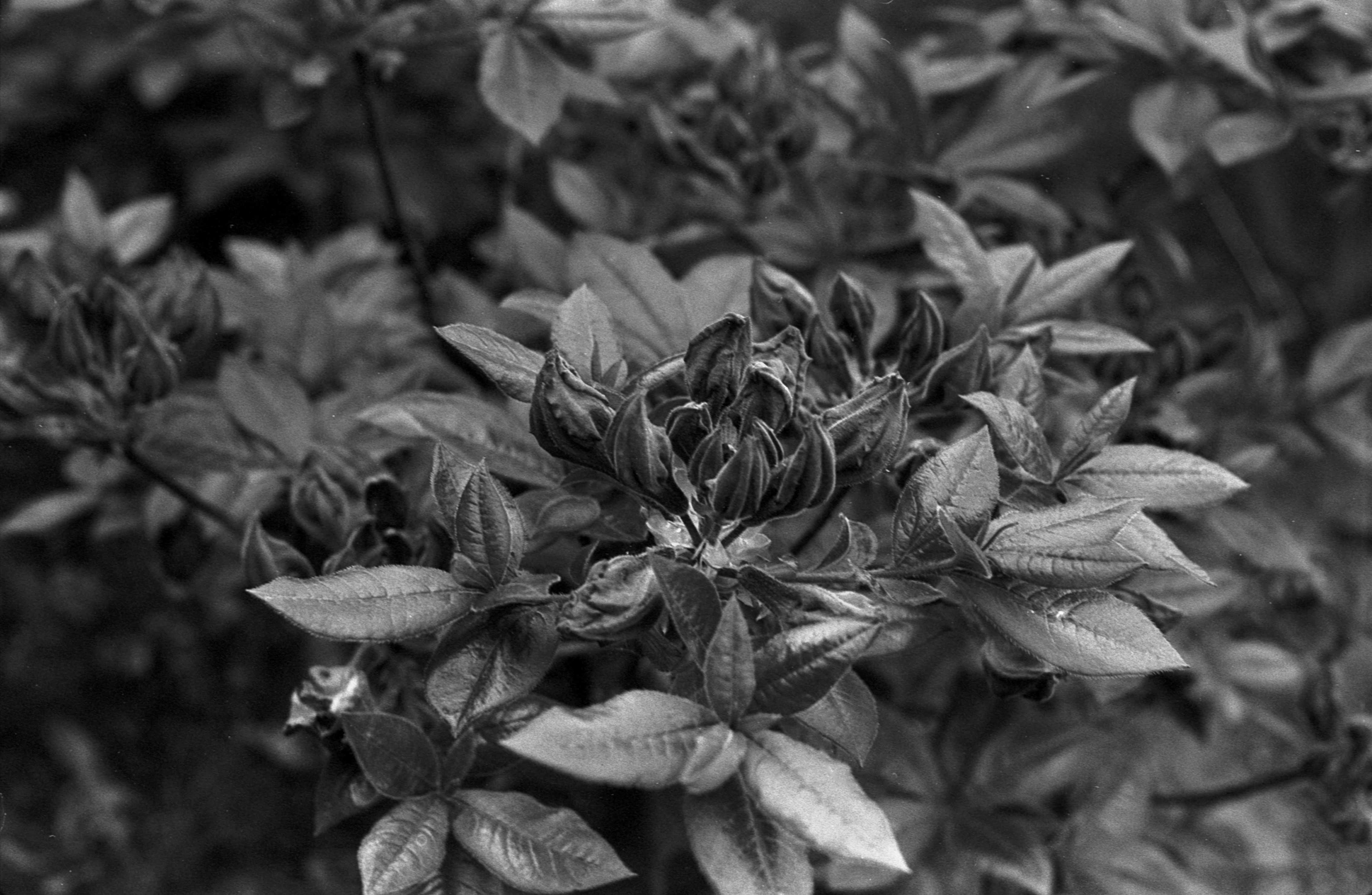 Lustrzanka analogowa Praktica L2 + Pentacon 1.8 + telekonwerter M42