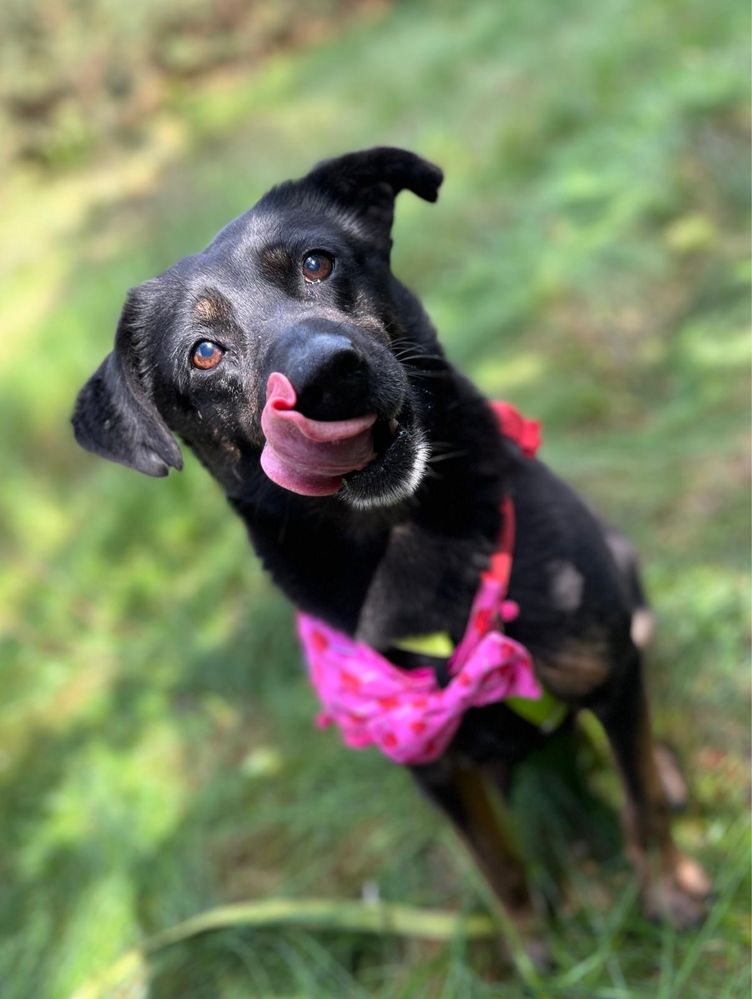 Misia - latami dostawała razy, była niechciana. Pokochaj, adoptuj!