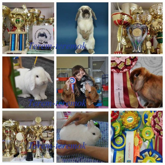 Карликове кроленя в рідкісному забарвленні!