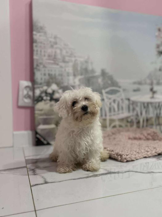 Cudna niunia Maltipoo odchowana nauczona czystości