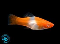 Rybka Akwariowa MIECZYK KOI, Sklep Akwarystyczny Turkusowe Zoo