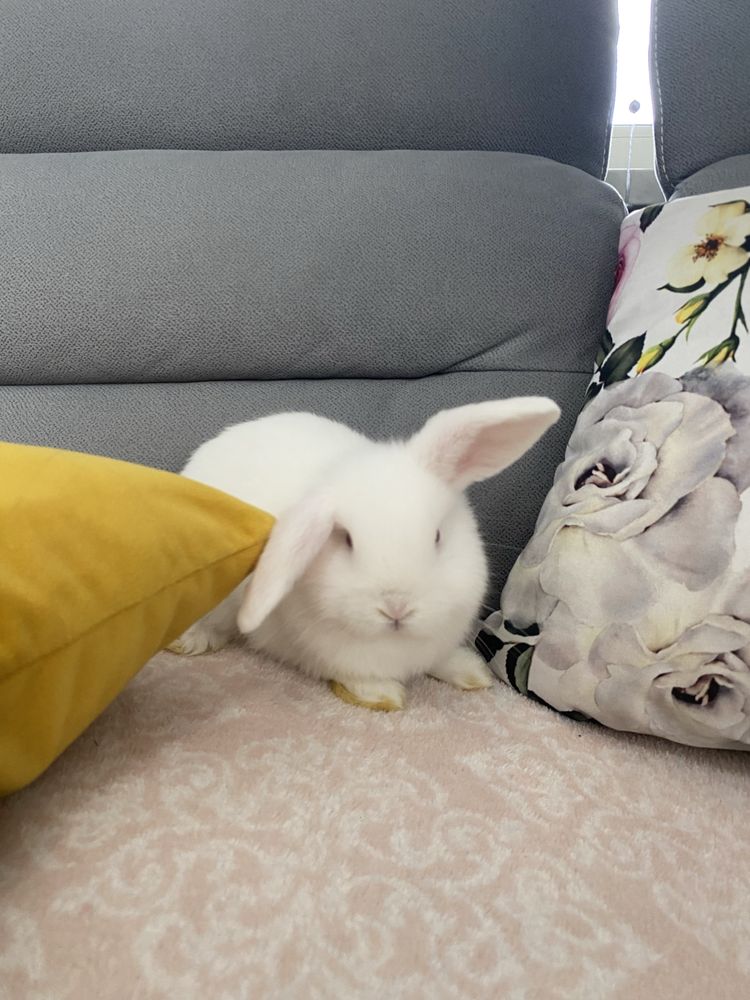 Mini lop królik