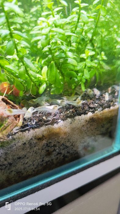 Krewetki white pearl 10 sztuk