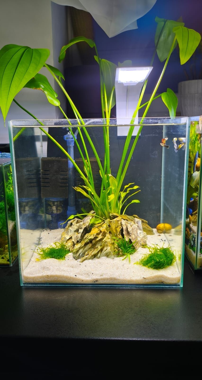 Akwarium kostka 30L zestaw