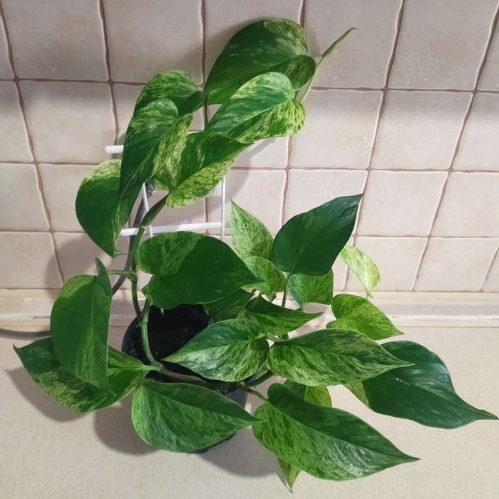 Марбл Квин,Эпипремнум золотистый