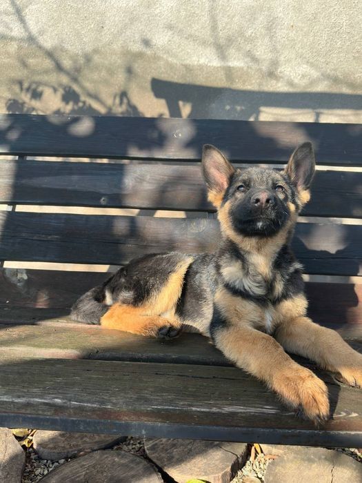 Цуценя німецької вівчарки