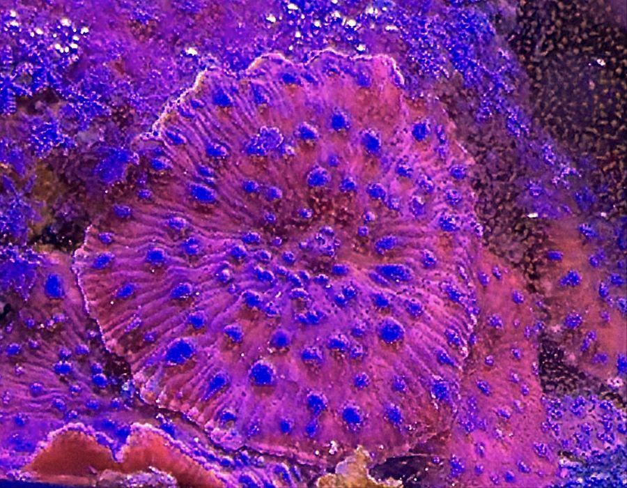 Koralowce  zoa montipory