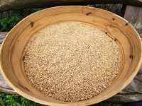 Продам пшеницю та тритікал