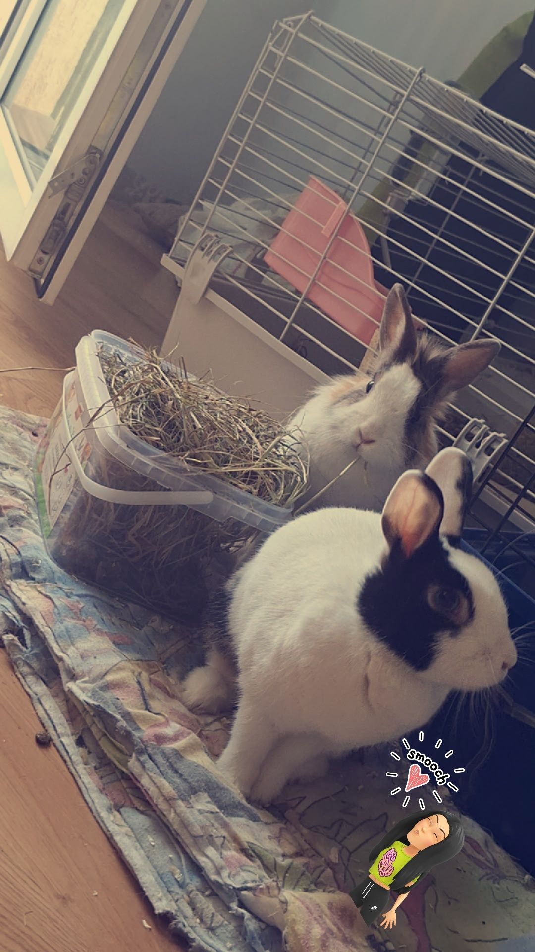Oddam króliczki miniaturki w dobre ręce
