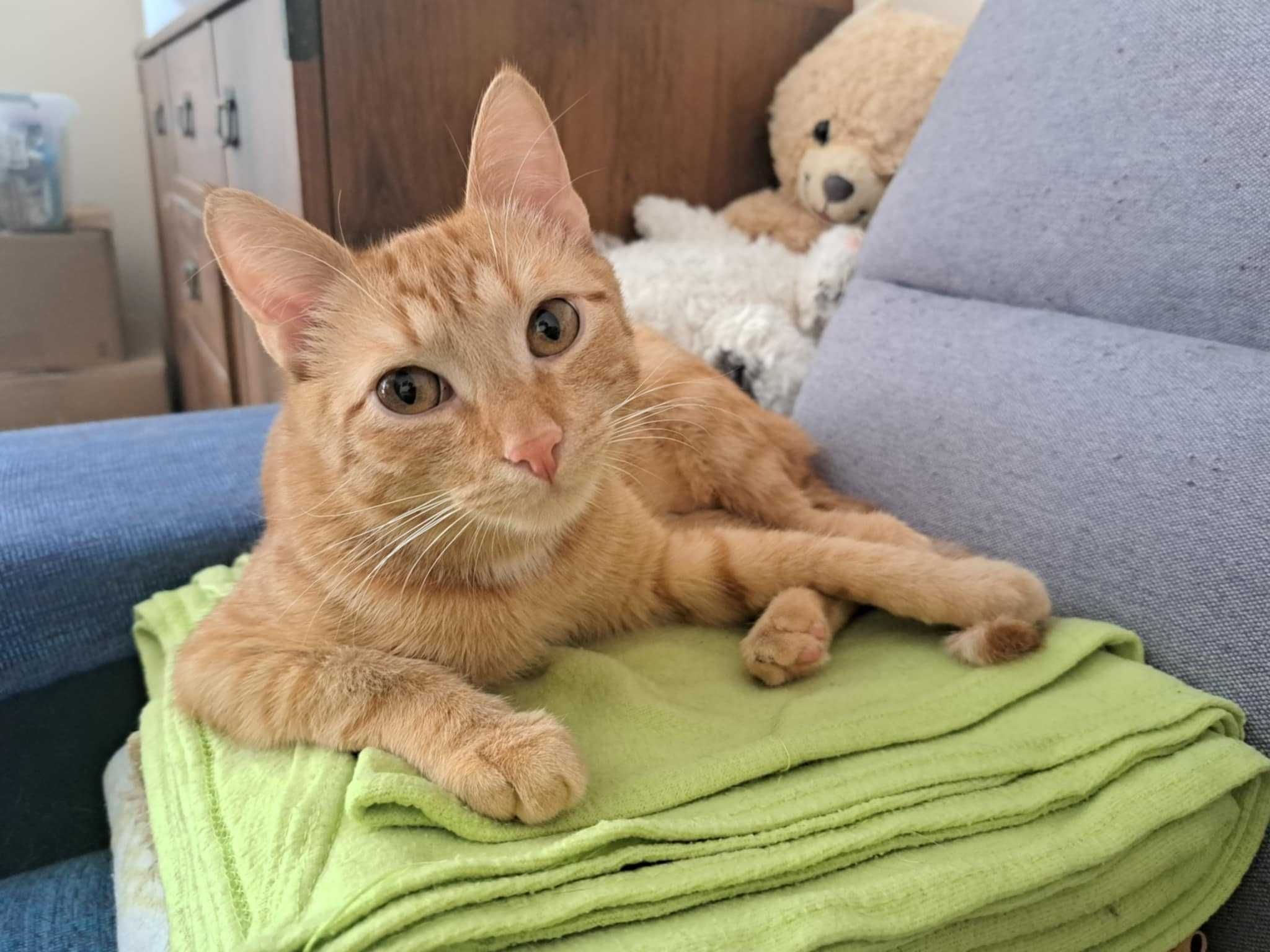 Simba - rudy słodziak szuka domu