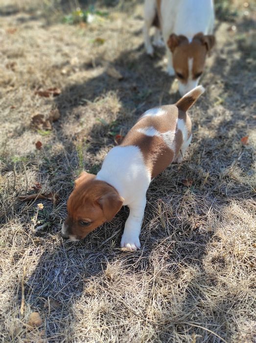 Джек рассел тер'єр хлопчик