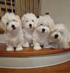 Coton de Tulear pies