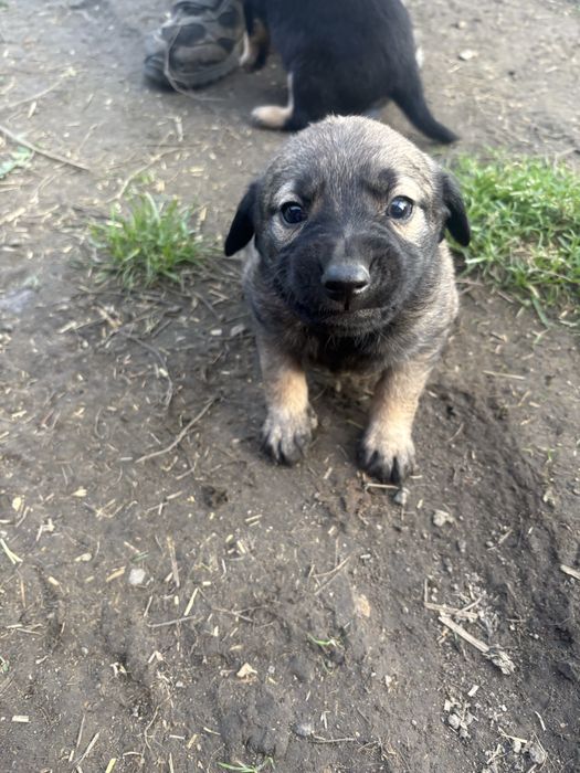 Slodkie misie oddam za darmo