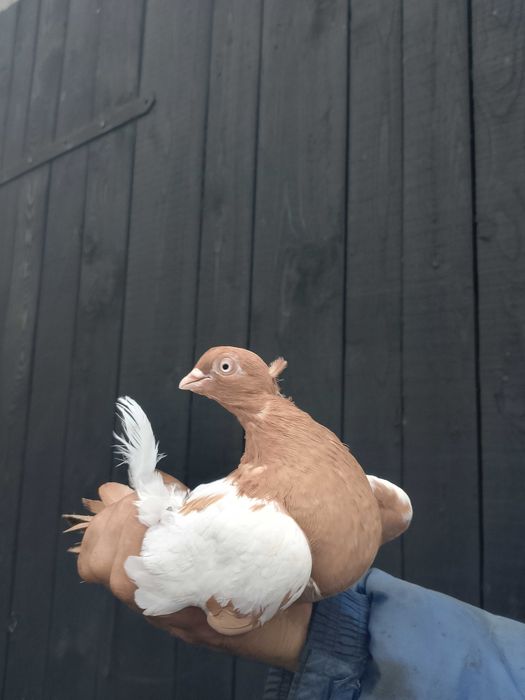 Sprzedam.  gołębie