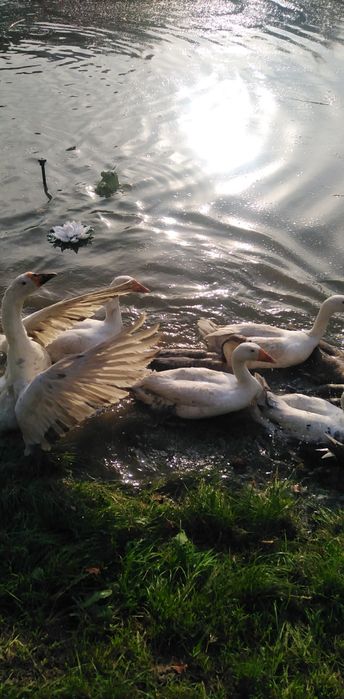 Kaczki, gęsi, indyki