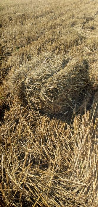 Siano/SŁOMA w kostkach 2025, Z transportem!