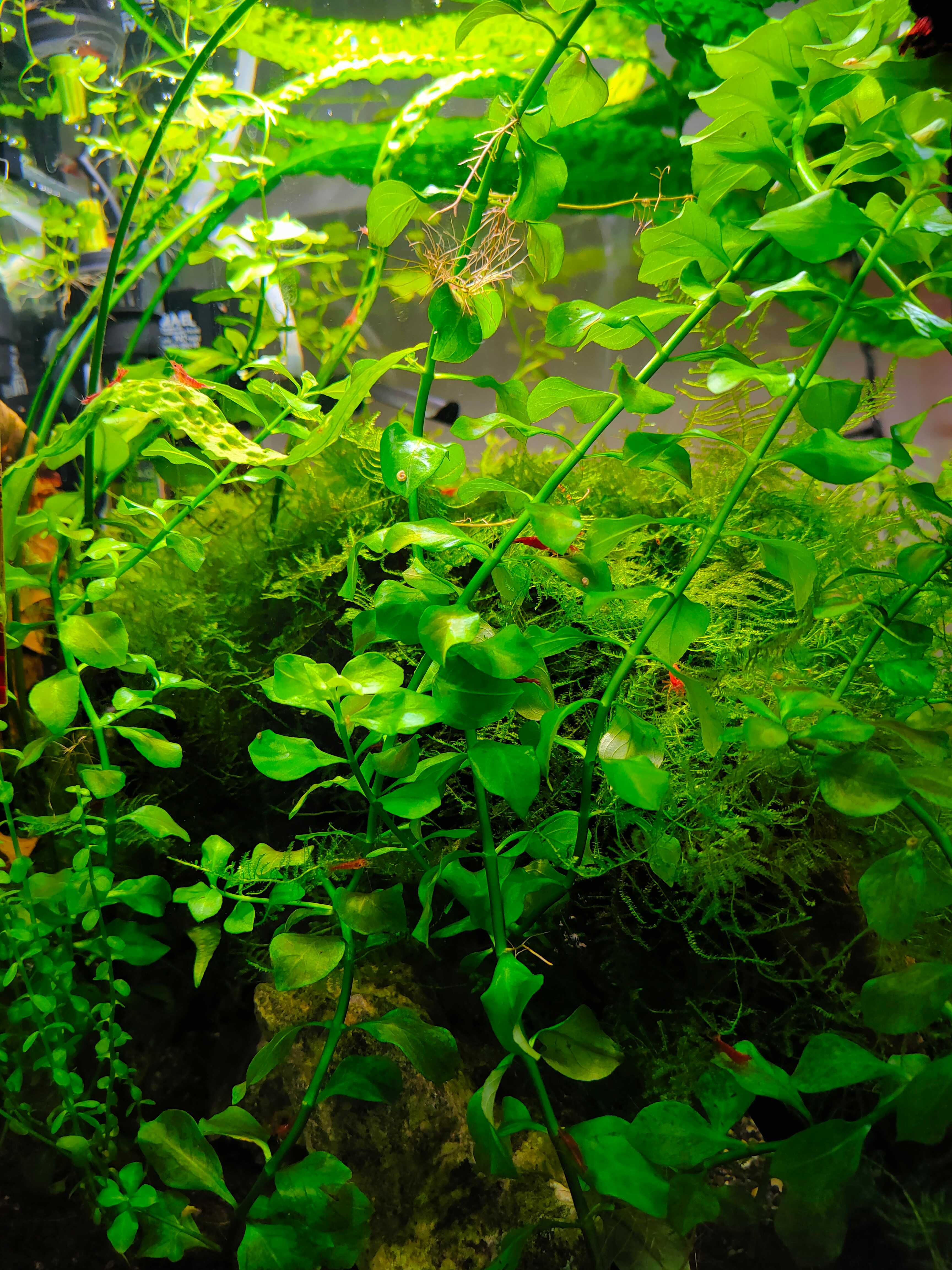 Ludwigia repens green