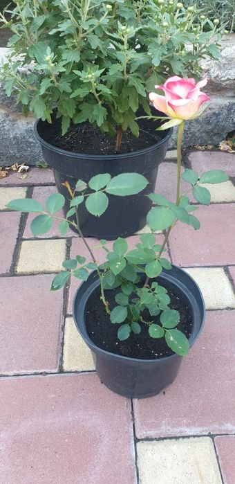 Саженцы розы" Супер Трупер","Романза","Хулио Иглесиас","Ред интуишн"