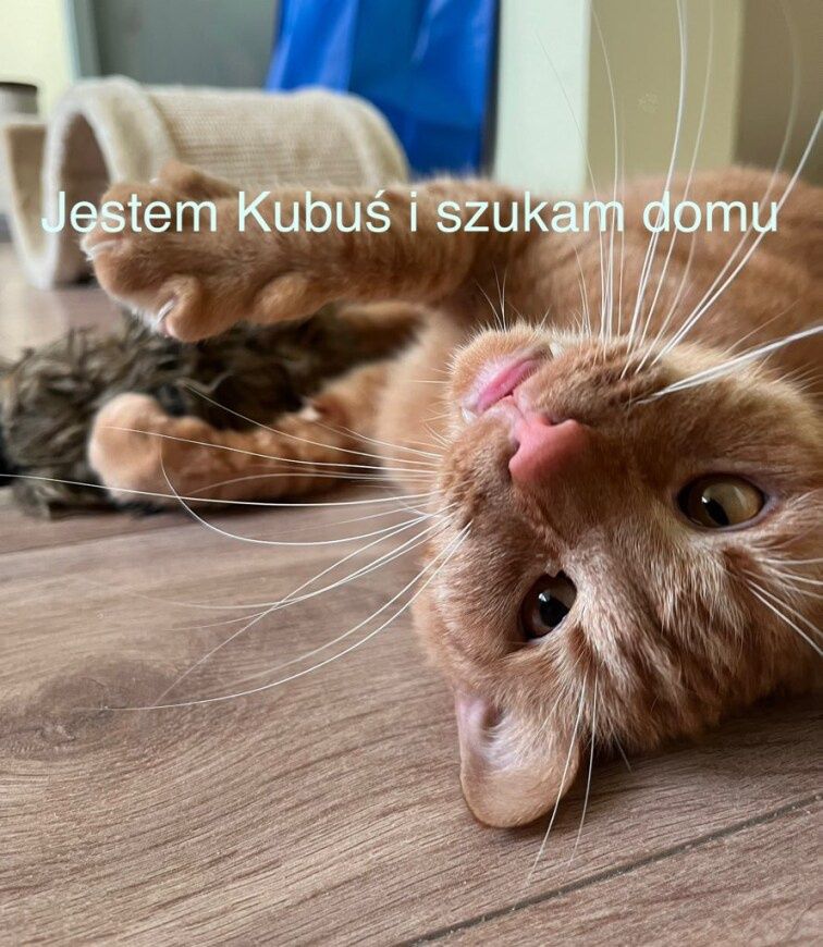 Rudy słodziak szuka domu niewychodzącego