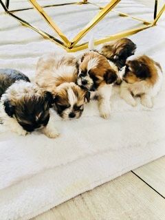 Shih tzu szczeniaczki do rezerwacji