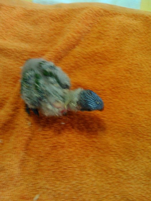 Tenho para cedencia 2 loris molucanos bebes