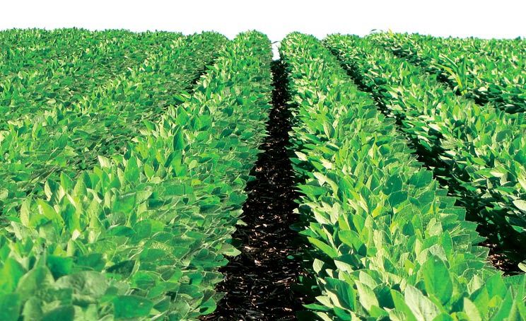 Соя насіння AББІ