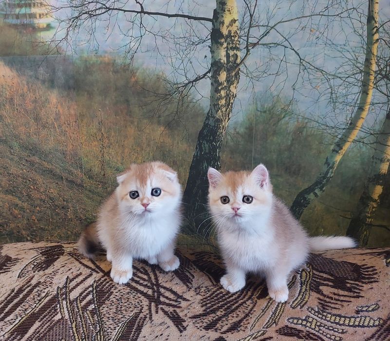 Золота шиншилла, шотландські