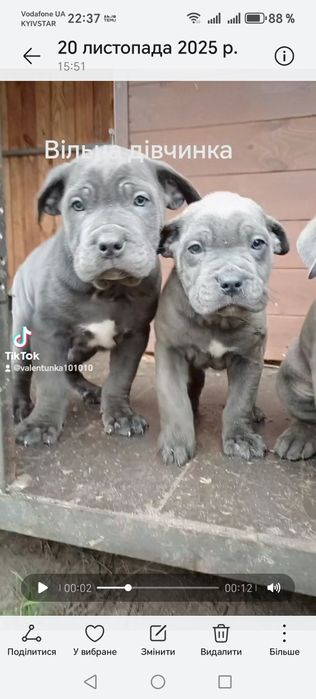 Кане корсо сірі дівчата