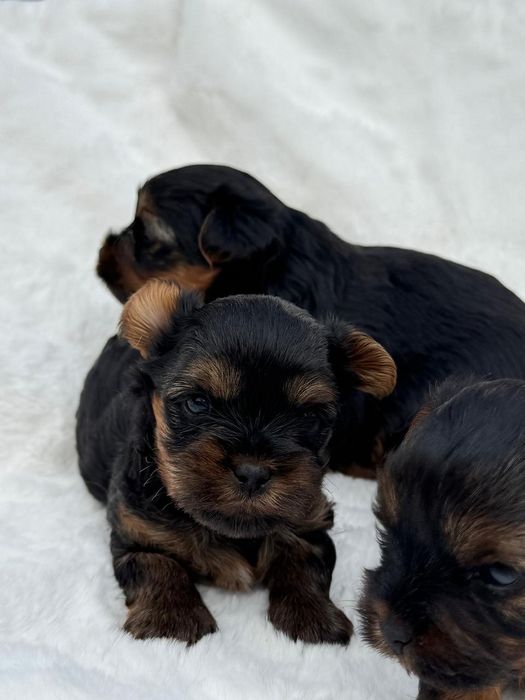 Йоркширскi хлопчики та дівчинка