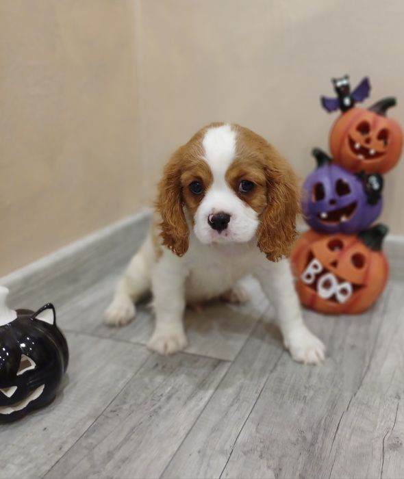 Cavalier King Charles Spaniel