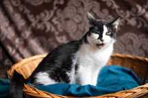 BALU kocur do adopcji