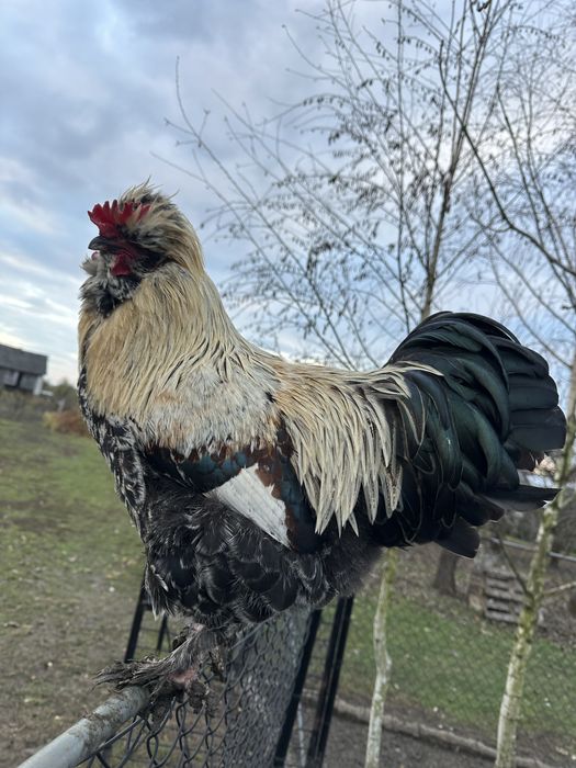 Kury, Koguty, kury ozdobne , Drob,Kogut faverol czubatka .