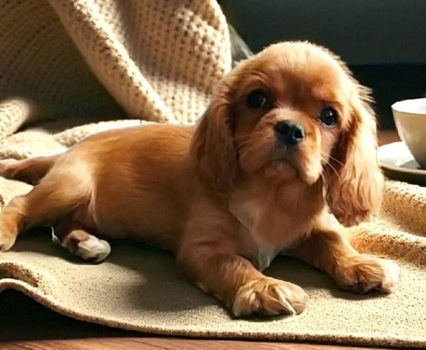 Szczeniak- Cavalier King charles spaniel