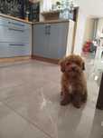 Cudny piesek Maltipoo