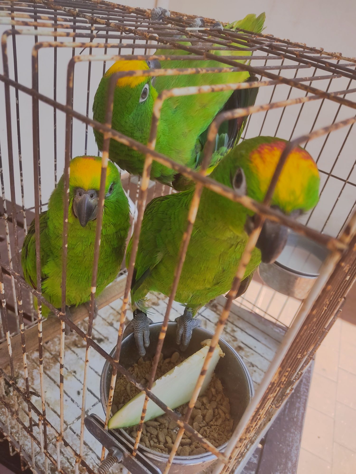 Amazona ochrocephala