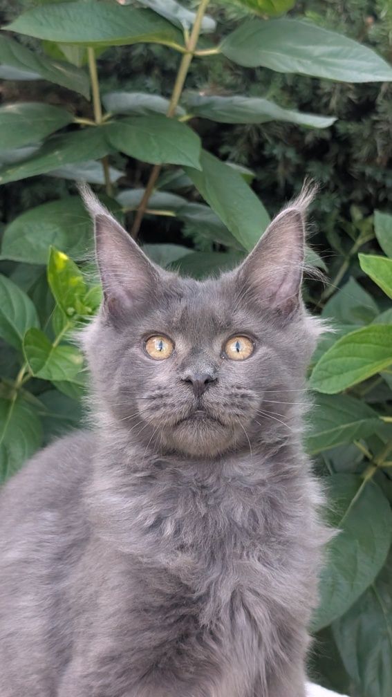 Simpson kocurek niebieski solid Maine Coon. Zapraszamy