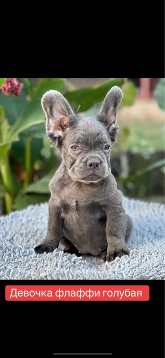 Флаффи! Голубая малышка!