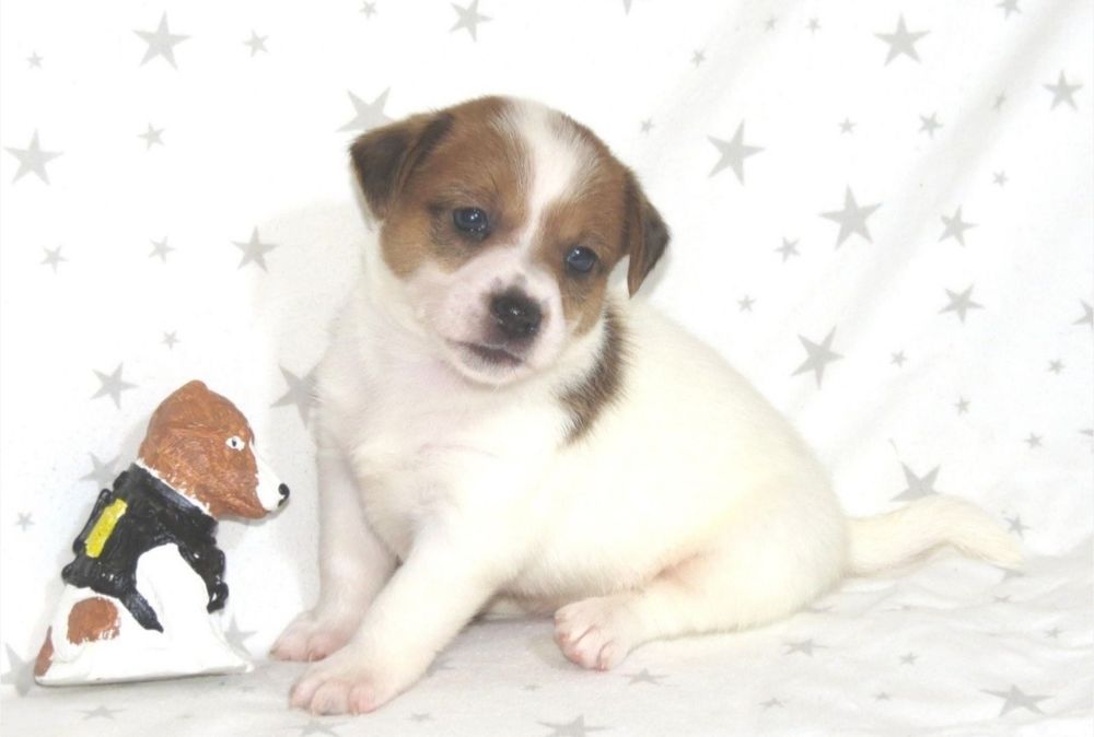 Джек Рассел тер'єр з документами клубу КСУ