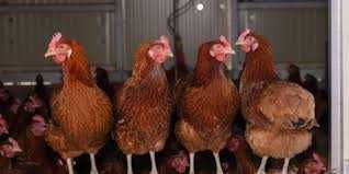 Kury NIOSKI Rosa Dominant Tetra Lohmann ISA Messa ! ZAPRASZAM !!