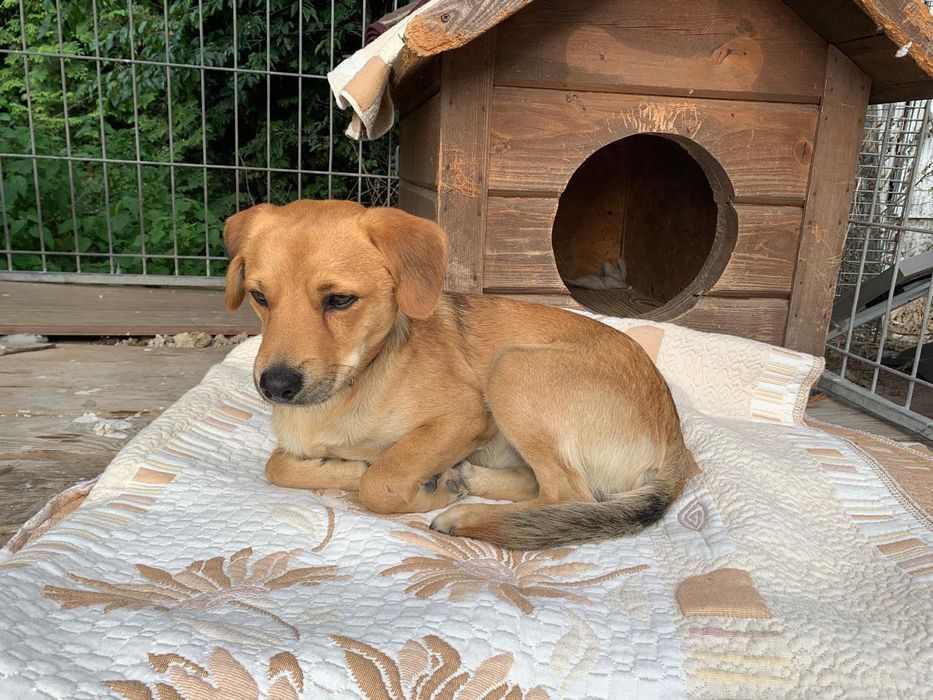 Pies Watson pilnie potrzebuje domu