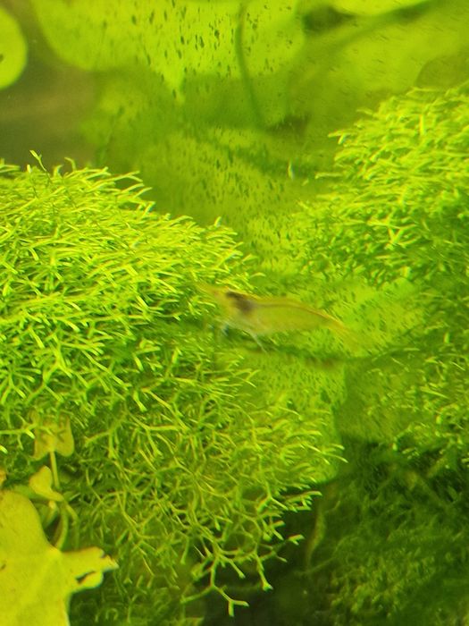 Krewetki mało wybarwione Yellow Neon I Bloody Mary