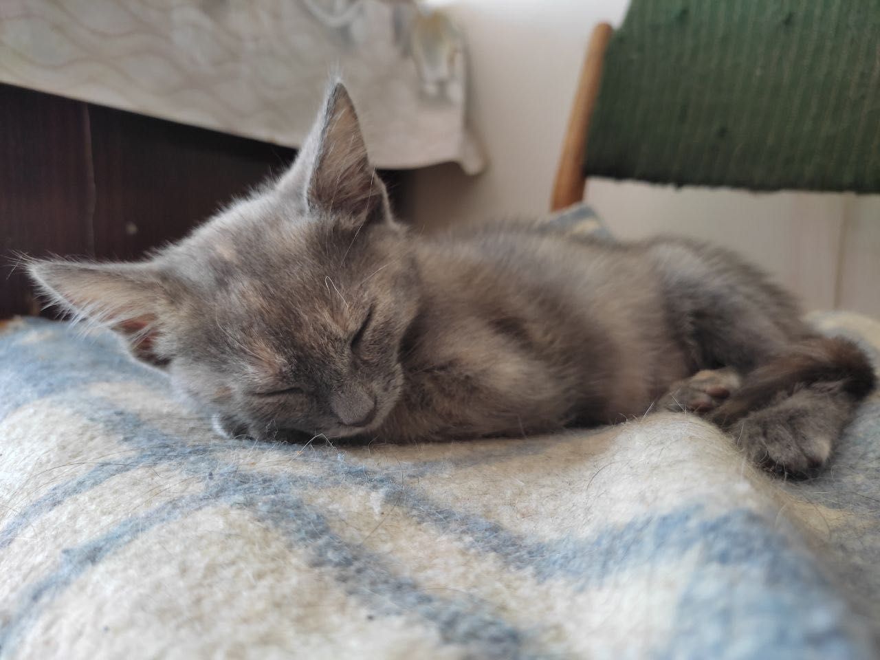 Необычный окрас бесплатно котенок