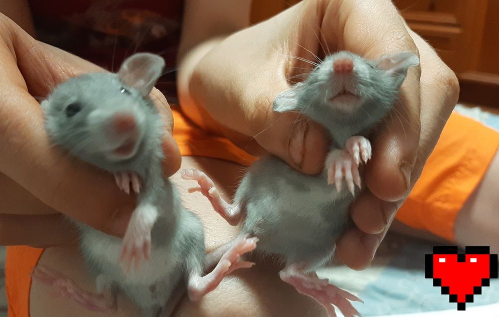 Щур, крыса, криса Дамбо Хаскі,  різні кольори  + клітка, гамак