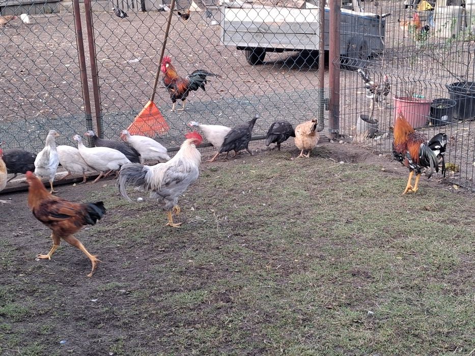 Perliczki tegoroczne i koguty włoszki