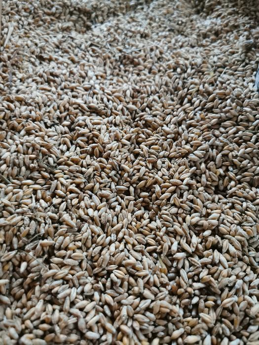 Pszenżyto tegoroczne