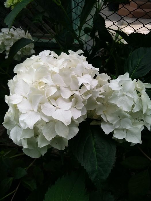 Продаю кусти гортензії