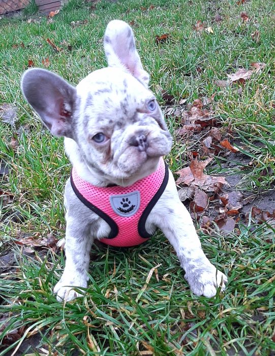 Buldog trancuski dziewczynka