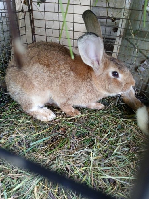 Продам кроликів " як зайці"