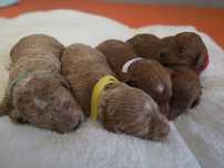 Maltipoo karmelowy chłopczyk  do rezerwacji!!