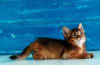 Абиссинские сомали кошки лисицы